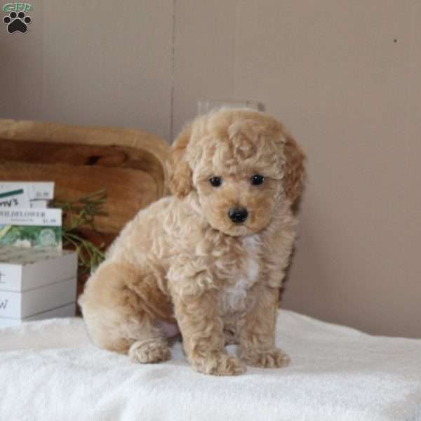 Alex, Bich-Poo Puppy